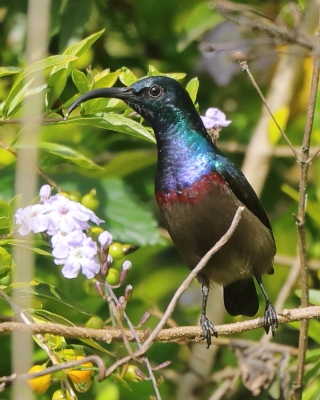 Nektarnik długodzioby - Cinnyris lotenius - Long-billed Sunbird