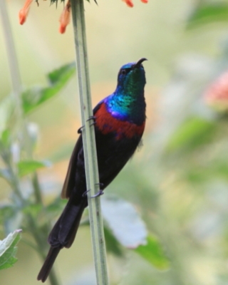Nektarnik ozdobny - Cinnyris erythrocercus - Red-chested Sunbird