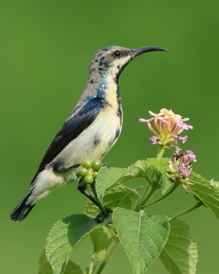Nektarnik stalowy - Cinnyris asiaticus - Purple Sunbird