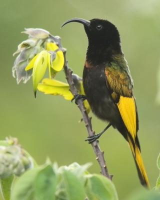 Nektarnik złocisty - Drepanorhynchus reichenowi - Golden-winged Sunbird
