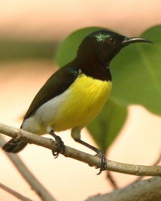 Nektarnik żółtobrzuchy - Leptocoma zeylonica - Purple-rumped Sunbird