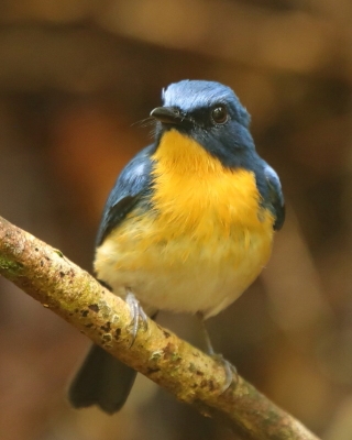 Niltawa trójbarwna - Cyornis tickelliae - Tickell's Blue Flycatcher