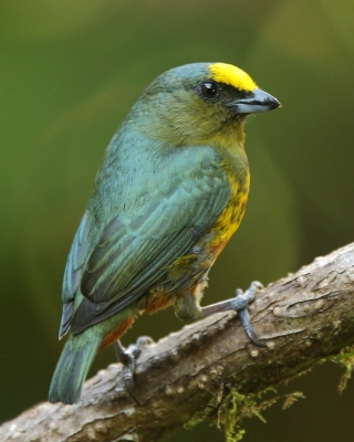 Organka zielonkawa - Euphonia gouldi - Olive-backed Euphonia