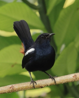 Opocznik - Saxicoloides fulicatus - Indian Robin