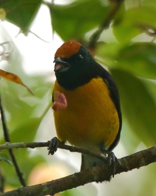 Organka białorzytna - Euphonia minuta - White-vented Euphonia