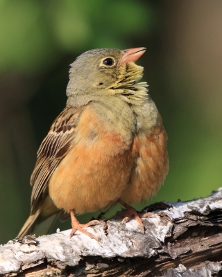Ortolan - Emberiza hortulana - Ortolan Bunting