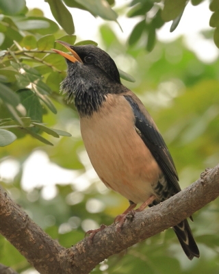 Pasterz - Sturnus roseus - Rosy Starling