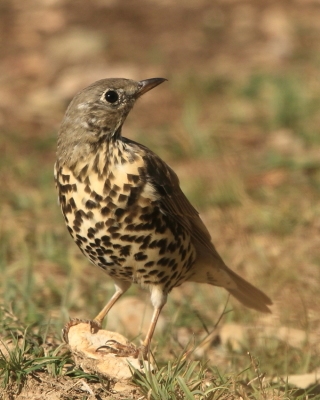 Paszkot - Turdus viscivorus - Mistle Thrush