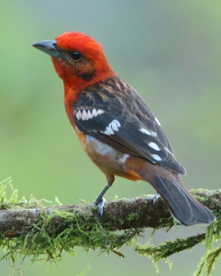 Piranga ognista - Piranga bidentata - Flame-colored Tanager