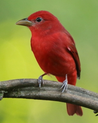 Piranga pąsowa - Piranga rubra - Summer Tanager