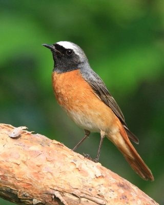 Pleszka - Phoenicurus phoenicurus - Common Redstart