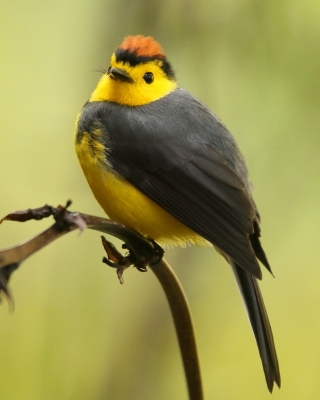 Pleszówka przepasana - Myioborus torquatus - Collared Redstart