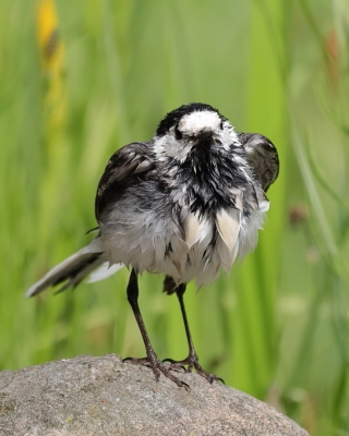 Pliszka siwa - Motacilla alba - White Wagtail