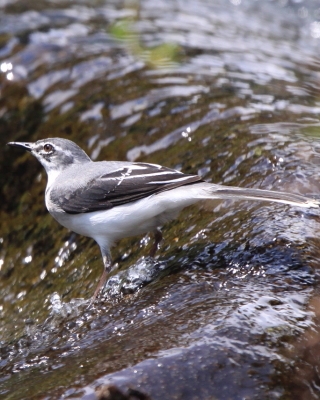 Pliszka srokata - Motacilla aguimp - African Wagtail
