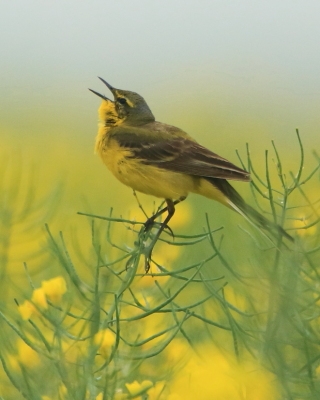 Pliszka żółta - Motacilla flava - Yellow Wagtail