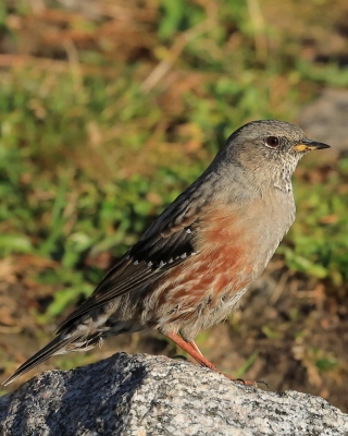 Płochacz halny - Prunella collaris - Alpine Accentor