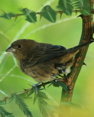 Polniczka - Volatinia jacarina - Blue-black Grassquit