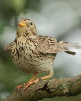 Potrzeszcz - Emberiza calandra - Corn Bunting
