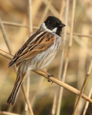 Potrzos - Emberiza schoeniclus - Common Reed Bunting