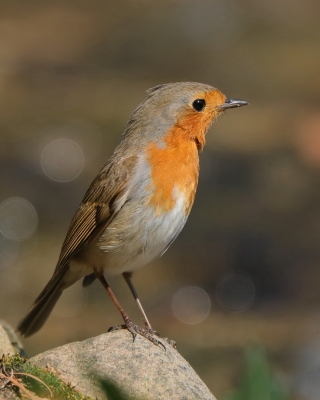 Rudzik - Erithacus rubecula - European Robin