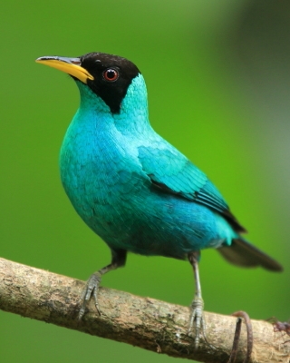 Seledynek - Chlorophanes spiza - Green Honeycreeper