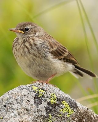 Siwerniak - Anthus spinoletta - Water Pipit
