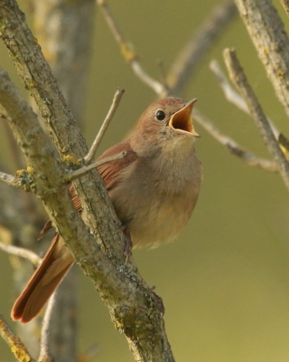 Słowik rdzawy - Luscinia megarhynchos - Common Nightingale