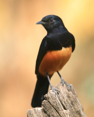 Smolarek rdzawobrzuchy - Thamnolaea cinnamomeiventris - Mocking Cliff Chat