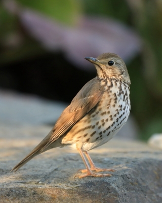 Śpiewak - Turdus philomelos - Song Thrush