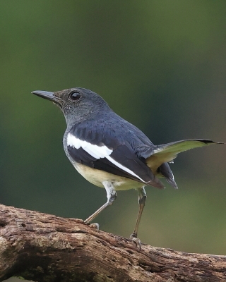 Sroczek zmienny - Copsychus saularis - Oriental Magpie-Robin