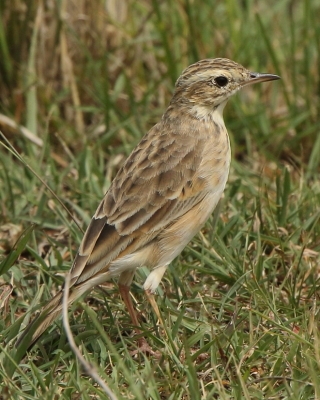Świergotek cynamonowy - Anthus cinnamomeus - African Pipit