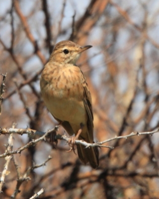 Świergotek długodzioby - Anthus similis - Long-billed Pipit
