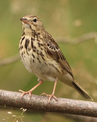 Świergotek drzewny - Anthus trivialis - Tree Pipit