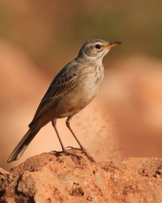 Świergotek gładki - Anthus leucophrys - Plain-backed Pipit