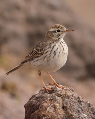 Świergotek kanaryjski - Anthus berthelotii - Berthelot's Pipit