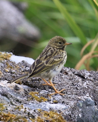 Świergotek nadmorski - Anthus petrosus - Rock Pipit