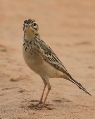 Świergotek rdzawy - Anthus rufula - Paddyfield Pipit