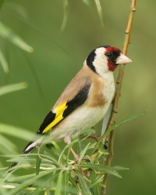 Szczygieł - Carduelis carduelis - European Goldfinch