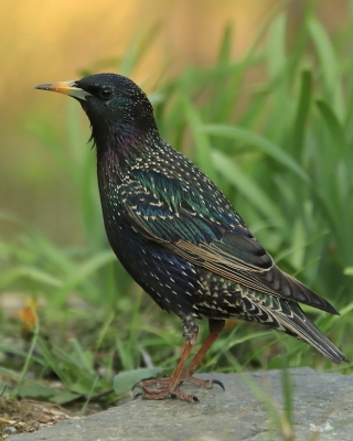 Szpak - Sturnus vulgaris - Common Starling