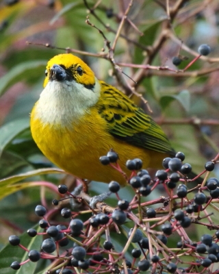 Tangarka cytrynowa - Tangara icterocephala - Silver-throated Tanager