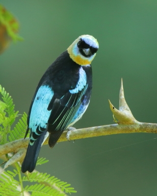 Tangarka modrolica - Stilpnia larvata - Golden-hooded Tanager
