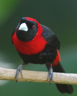 Tapiranga maskowa - Ramphocelus sanguinolentus - Crimson-collared Tanager