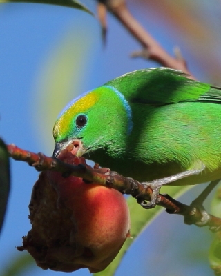 Tęczanka złotobrewa - Chlorophonia callophrys - Golden-browed Chlorophonia