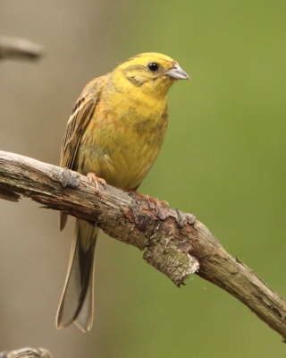 Trznadel - Emberiza citrinella - Yellowhammer