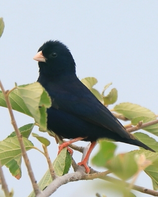 Wdówka atłasowa - Vidua chalybeata - Village Indigobird