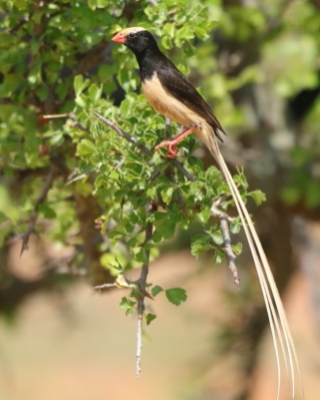 Wdówka płowosterna - Vidua fischeri - Straw-tailed Whydah