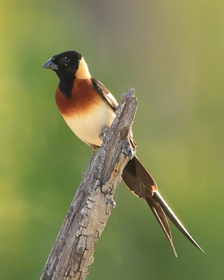 Wdówka rajska - Vidua paradisaea - Eastern Paradise Whydah