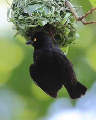Wikłacz czarny - Ploceus nigerrimus - Vieillot's Weaver