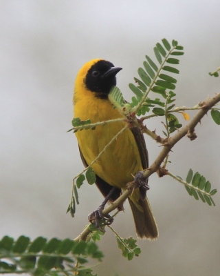 Wikłacz mały - Ploceus luteolus - Little Weaver