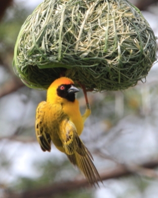Wikłacz maskowy - Southern Masked Weaver - Ploceus velatus